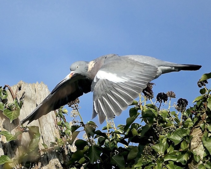 woodpigeon